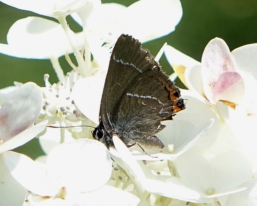 white-letter hairstreak